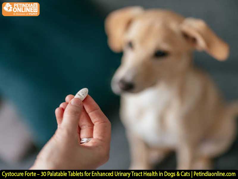 Cystocure Forte – 30 Palatable Tablets for Enhanced Urinary Tract Health in Dogs & Cats | Petindiaonline.com