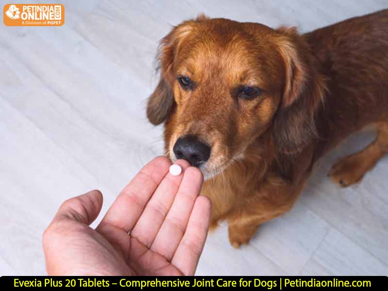 Evexia Plus 20 Tablets – Comprehensive Joint Care for Dogs | Petindiaonline.com