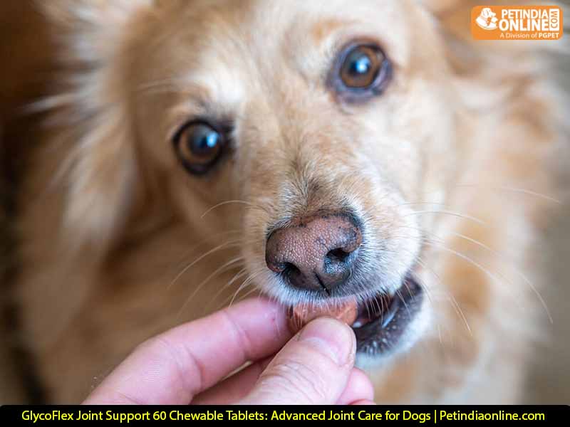 GlycoFlex Joint Support 60 Chewable Tablets:  Advanced Joint Care for Dogs | Petindiaonline.com