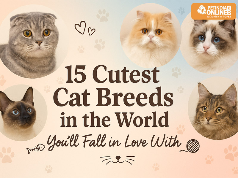 15 Cutest Cat Breeds in the World You’ll Fall in Love with – By Petindiaonline.com