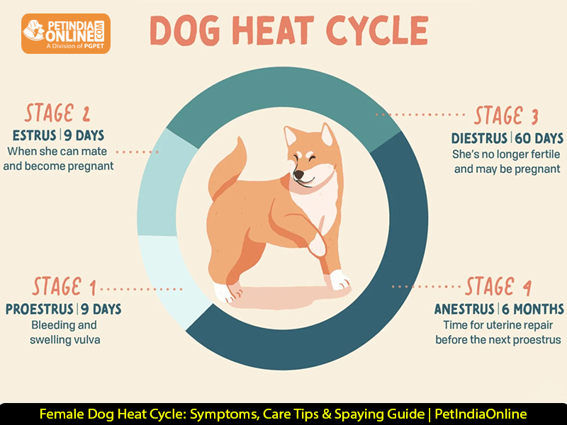 Female Dog Heat Cycle: Symptoms, Care Tips & Spaying Guide | PetIndiaOnline