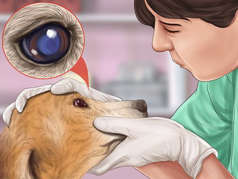 Helping a Senior Dog with Weak Eyesight Navigate Their Space – A Guide by Petindiaonline.com