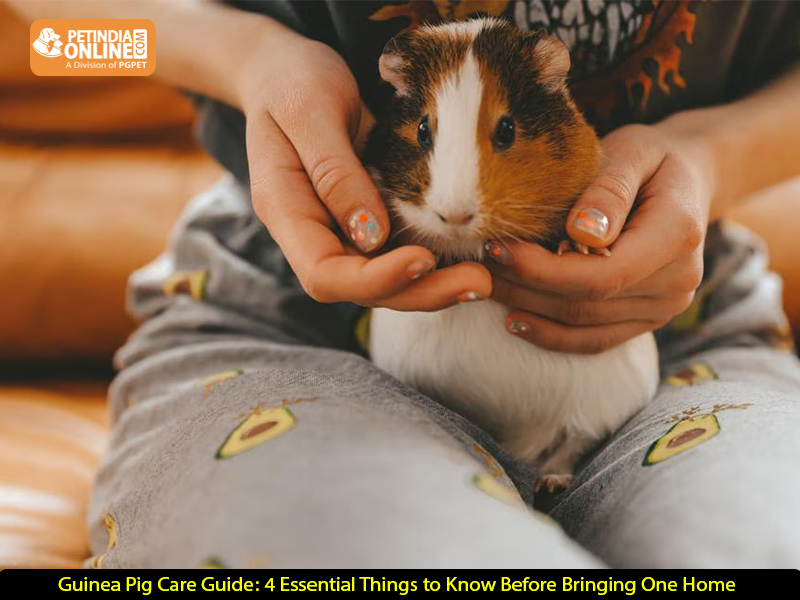 Guinea Pig Care Guide: 4 Essential Things to Know Before Bringing One Home
