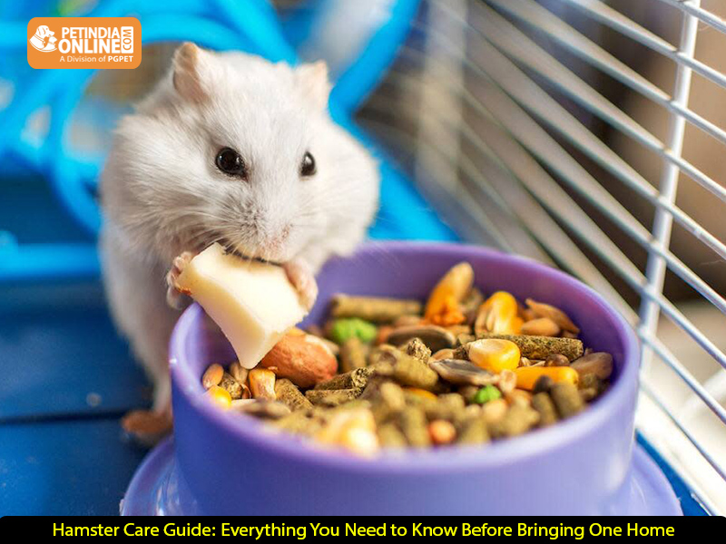 Hamster Care Guide: Everything You Need to Know Before Bringing One Home