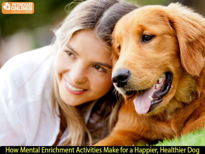 How Mental Enrichment Activities Make for a Happier, Healthier Dog – A Guide by Petindiaonline.com