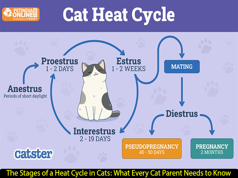 The Stages of a Heat Cycle in Cats: What Every Cat Parent Needs to Know