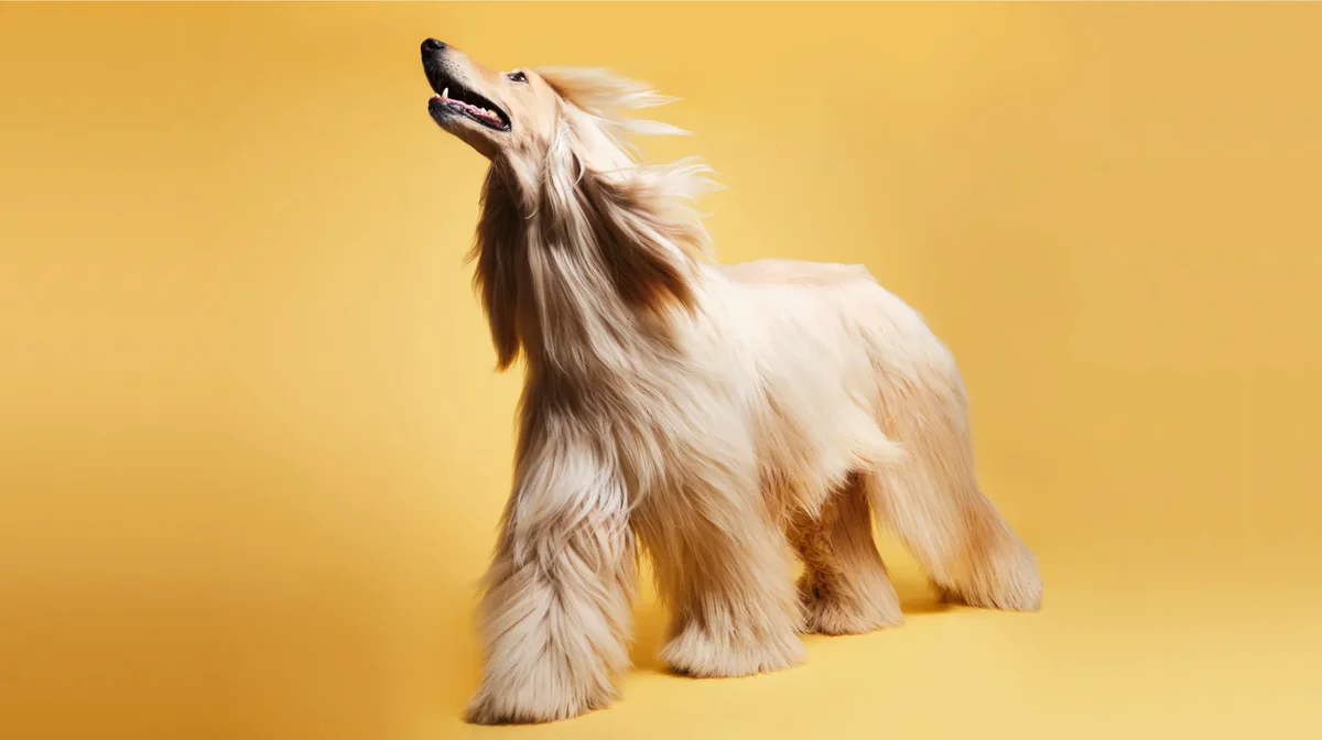 Is Your Dog Losing That Shine? Petindiaonline.com Shares How to Bring Back a Healthy, Glossy Coat