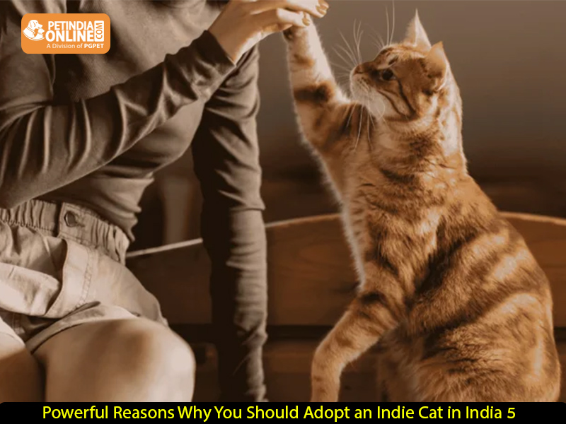 5 Powerful Reasons Why You Should Adopt an Indie Cat in India
