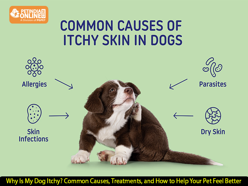 Why Is My Dog Itchy? Common Causes, Treatments, and How to Help Your Pet Feel Better