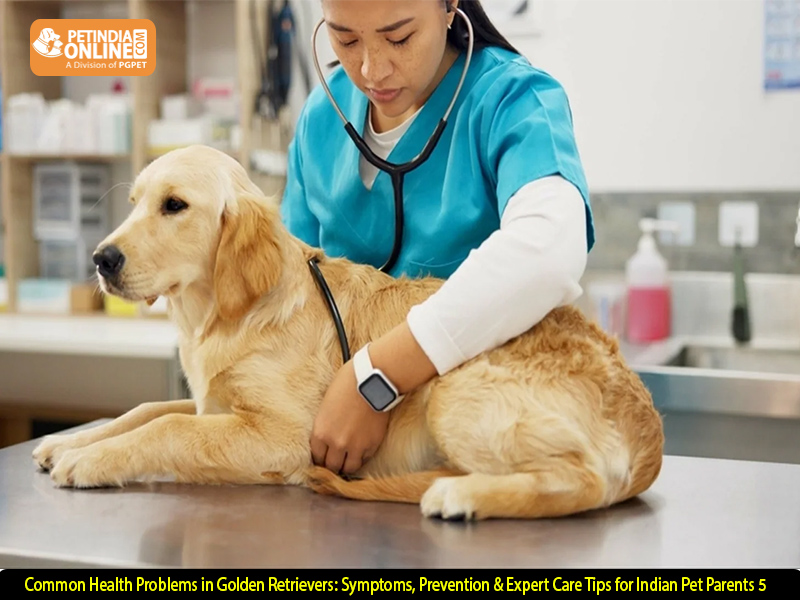 5 Common Health Problems in Golden Retrievers: Symptoms, Prevention & Expert Care Tips for Indian Pet Parents