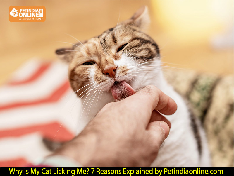 Why Is My Cat Licking Me? 7 Reasons Explained by Petindiaonline.com