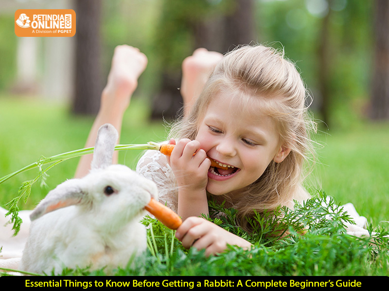 4 Essential Things to Know Before Getting a Rabbit: A Complete Beginner’s Guide