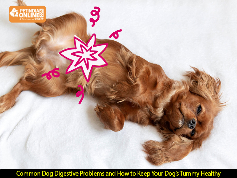 Common Dog Digestive Problems and How to Keep Your Dog’s Tummy Healthy