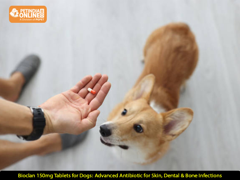 Bioclan 150mg Tablets for Dogs: Advanced Antibiotic for Skin, Dental & Bone Infections