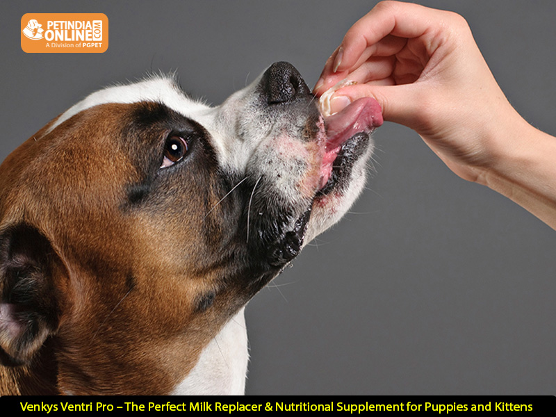 Neomec 10mg Tablets for Dogs – The Ultimate Parasite Protection from PetIndiaOnline.com