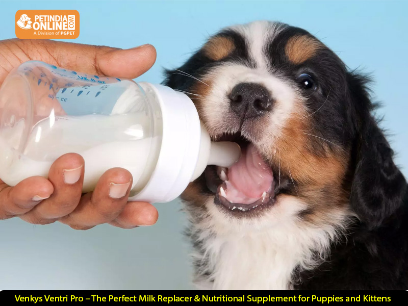 Venkys Ventri Pro – The Perfect Milk Replacer & Nutritional Supplement for Puppies and Kittens