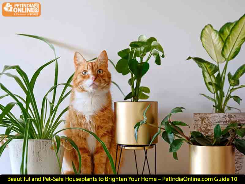 10 Beautiful and Pet-Safe Houseplants to Brighten Your Home – PetIndiaOnline.com Guide