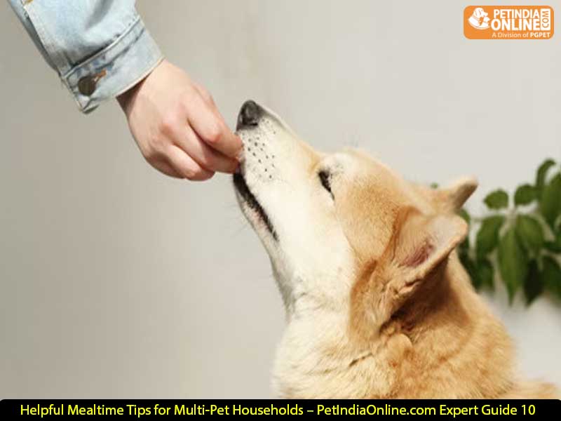 10 Helpful Mealtime Tips for Multi-Pet Households – PetIndiaOnline.com Expert Guide