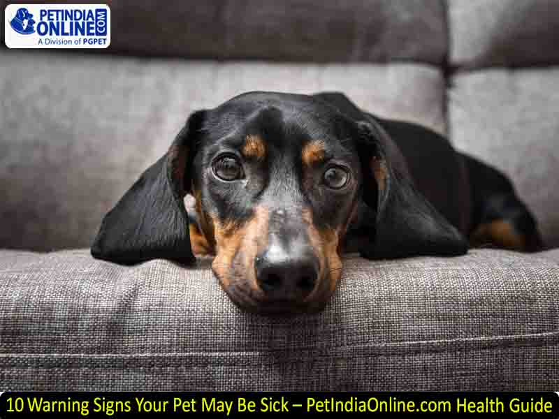 10 Warning Signs Your Pet May Be Sick – PetIndiaOnline.com Health Guide