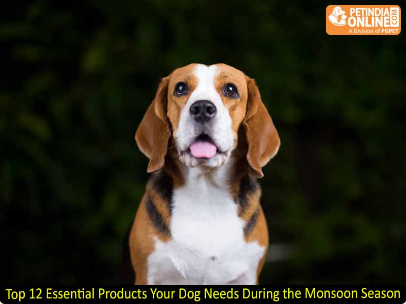Top 12 Essential Products Your Dog Needs During the Monsoon Season