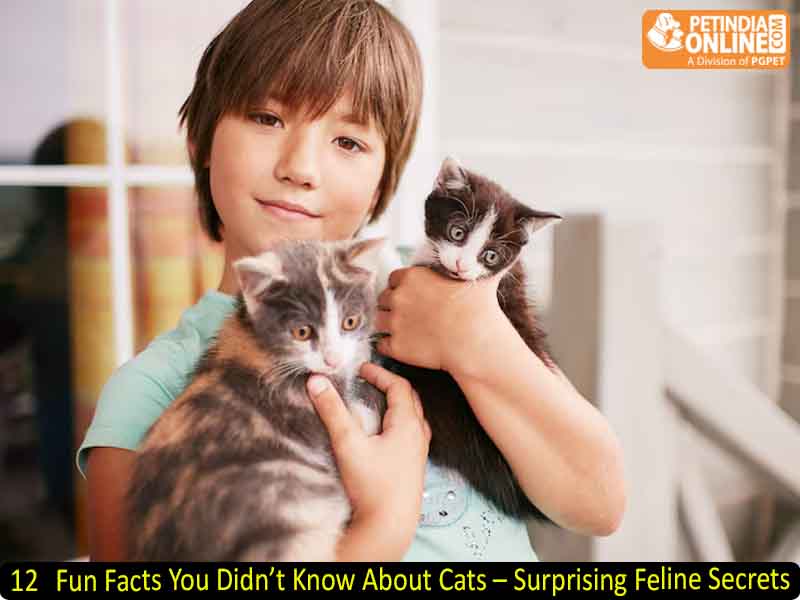 12 Fun Facts You Didn’t Know About Cats – Surprising Feline Secrets