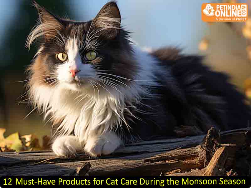 12 Must-Have Products for Cat Care During the Monsoon Season