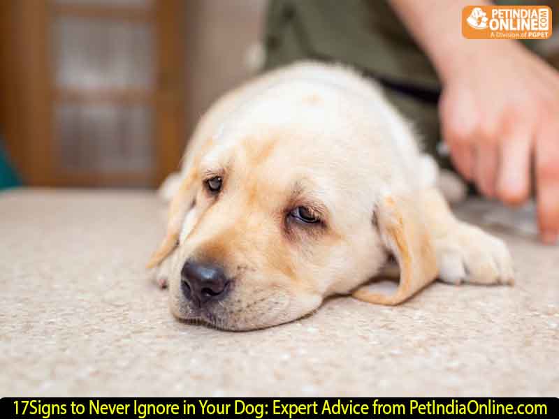 17 Signs to Never Ignore in Your Dog: Expert Advice from PetIndiaOnline.com
