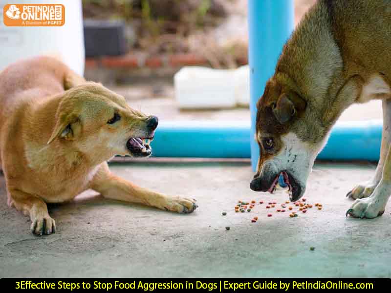 3 Effective Steps to Stop Food Aggression in Dogs | Expert Guide by PetIndiaOnline.com