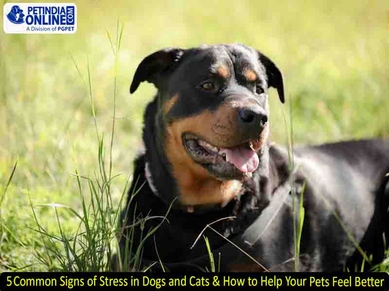 5 Common Signs of Stress in Dogs and Cats & How to Help Your Pets Feel Better