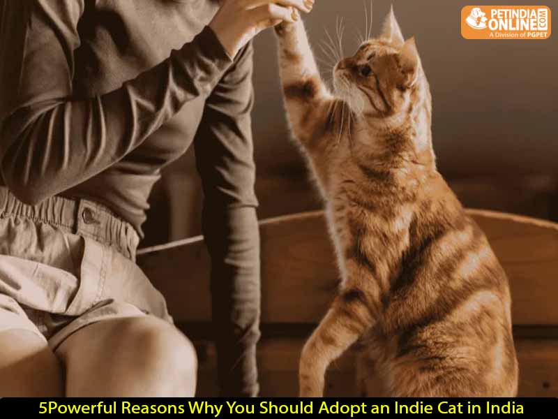 5 Powerful Reasons Why You Should Adopt an Indie Cat in India