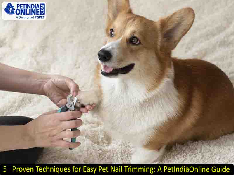 5 Proven Techniques for Easy Pet Nail Trimming: A PetIndiaOnline Guide