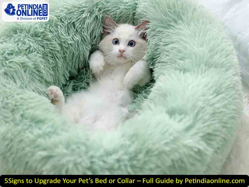 5 Signs to Upgrade Your Pet’s Bed or Collar – Full Guide by Petindiaonline.com