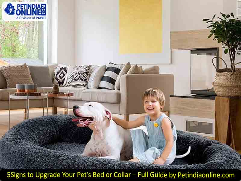 5 Signs to Upgrade Your Pet’s Bed or Collar – Full Guide by Petindiaonline.com