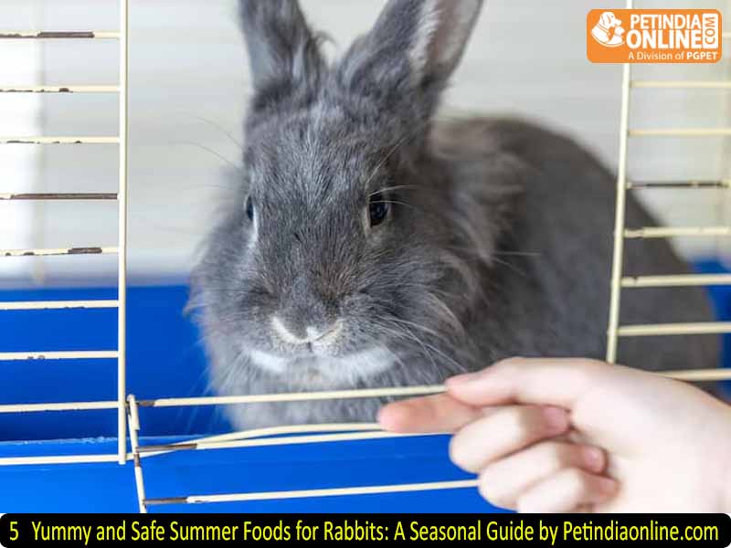 5 Yummy and Safe Summer Foods for Rabbits: A Seasonal Guide by Petindiaonline.com