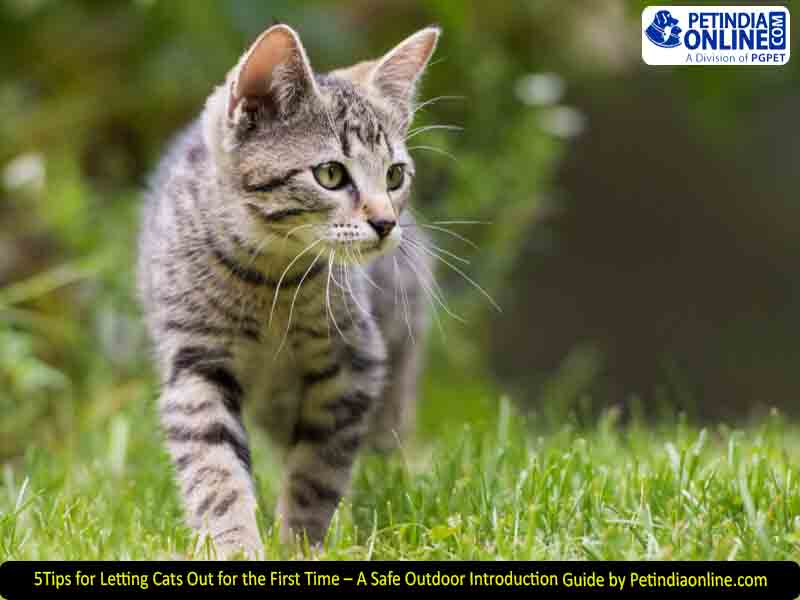 5 Tips for Letting Cats Out for the First Time – A Safe Outdoor Introduction Guide by Petindiaonline.com