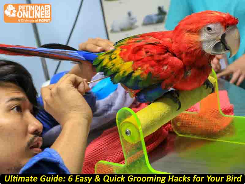 Ultimate Guide: 6 Easy & Quick Grooming Hacks for Your Bird 