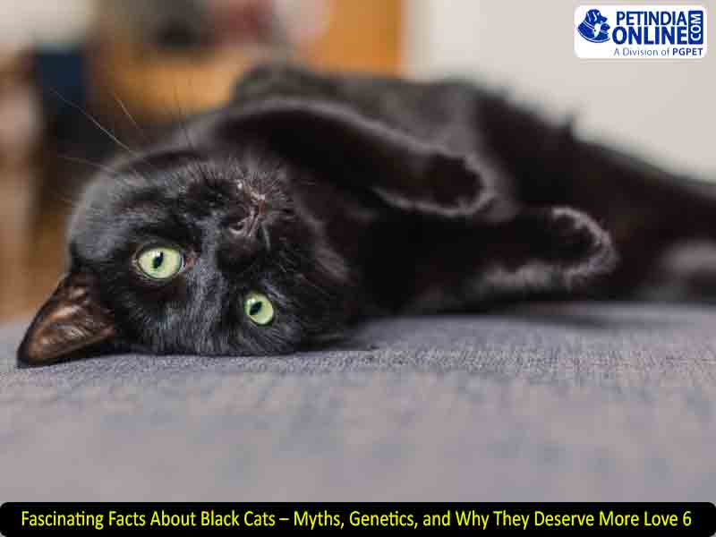 6 Fascinating Facts About Black Cats – Myths, Genetics, and Why They Deserve More Love