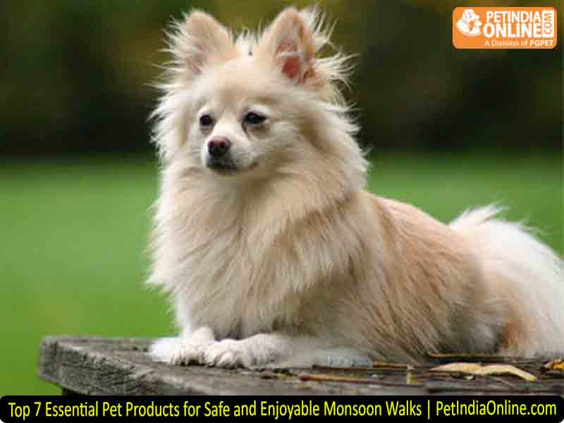 Top 7 Essential Pet Products for Safe and Enjoyable Monsoon Walks | PetIndiaOnline.com