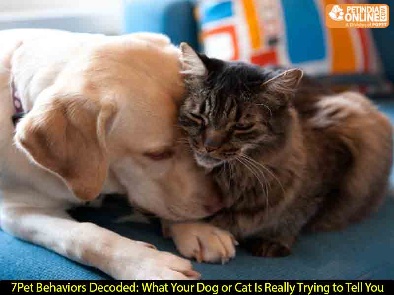7 Pet Behaviors Decoded: What Your Dog or Cat Is Really Trying to Tell You