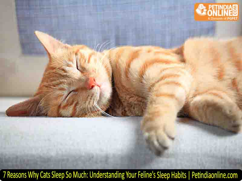 7 Reasons Why Cats Sleep So Much: Understanding Your Feline's Sleep Habits | Petindiaonline.com