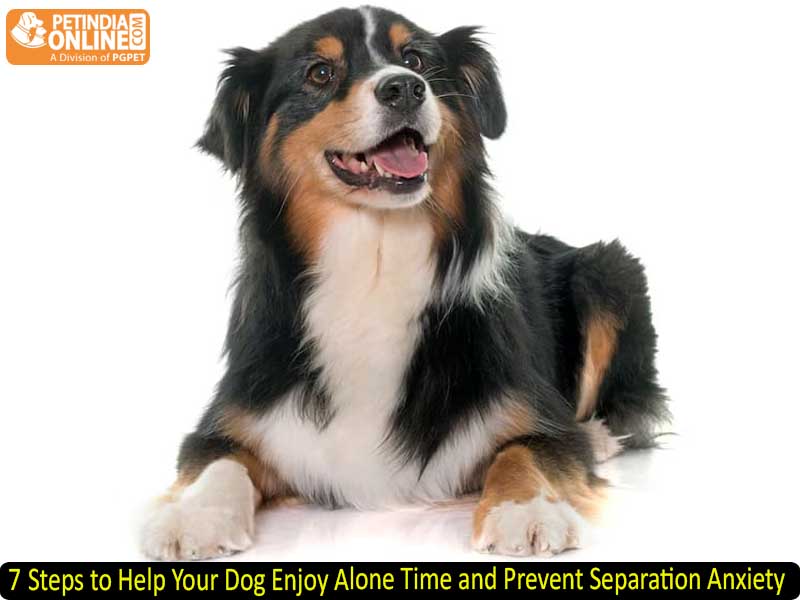 7 Steps to Help Your Dog Enjoy Alone Time and Prevent Separation Anxiety