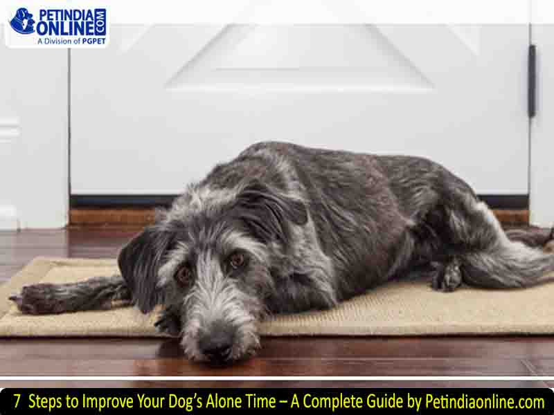 7 Steps to Improve Your Dog’s Alone Time – A Complete Guide by Petindiaonline.com