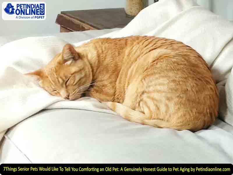 7 Things Senior Pets Would Like To Tell You Comforting an Old Pet: A Genuinely Honest Guide to Pet Aging by Petindiaonline.com