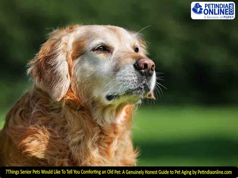 7 Things Senior Pets Would Like To Tell You Comforting an Old Pet: A Genuinely Honest Guide to Pet Aging by Petindiaonline.com