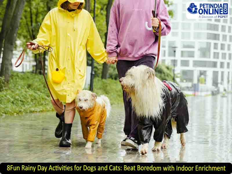 8 Fun Rainy Day Activities for Dogs and Cats: Beat Boredom with Indoor Enrichment
