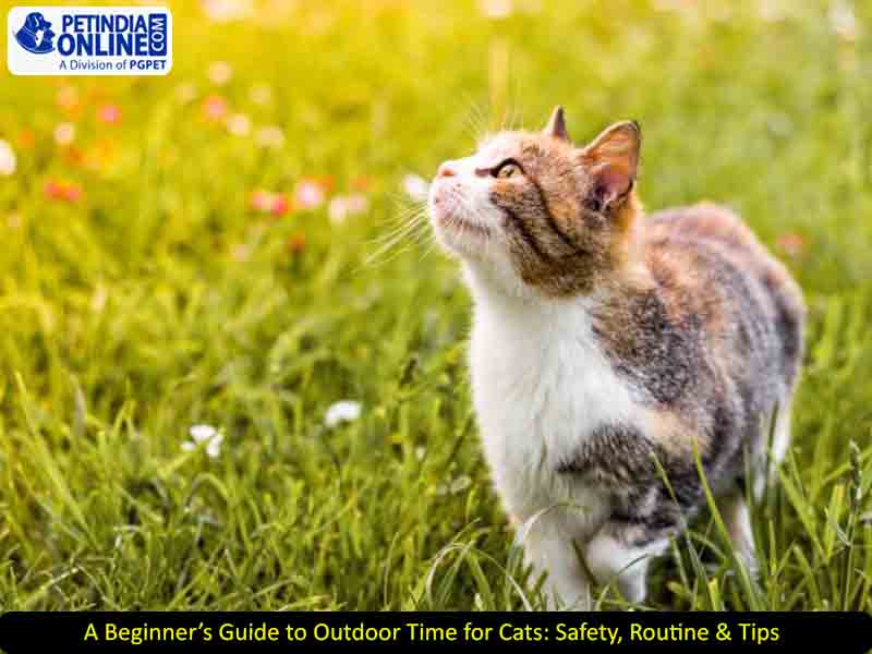 A Beginner’s Guide to Outdoor Time for Cats: Safety, Routine & Tips