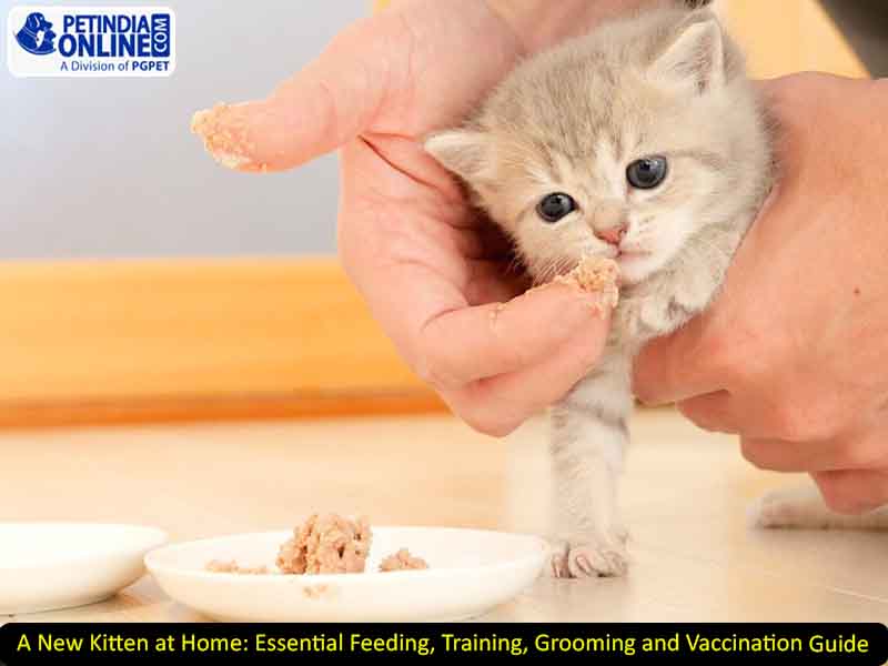 A New Kitten at Home: Essential Feeding, Training, Grooming and Vaccination Guide
