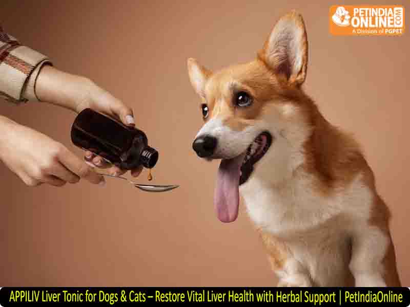 APPILIV Liver Tonic for Dogs & Cats – Restore Vital Liver Health with Herbal Support | PetIndiaOnline