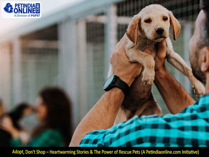Adopt, Don't Shop – Heartwarming Stories & The Power of Rescue Pets (A Petindiaonline.com Initiative)