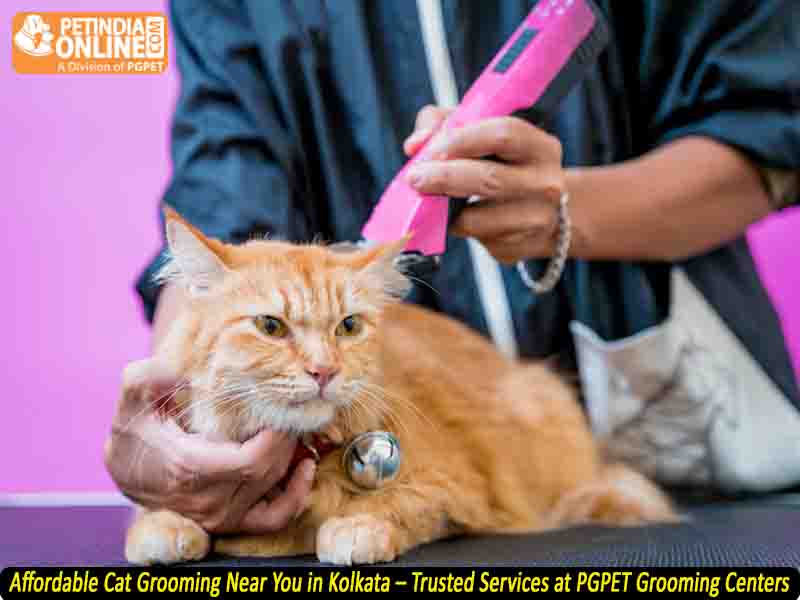 Affordable Cat Grooming Near You in Kolkata – Trusted Services at PGPET Grooming Centers
